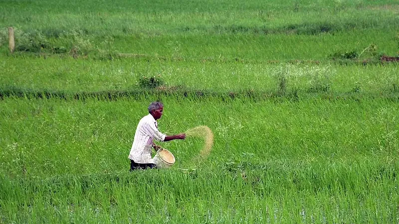 Top Benefits of Sorghum Sudan Grass for Livestock Farmers